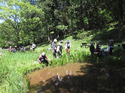 水辺でショウブ取りをする参加者たちの写真です。