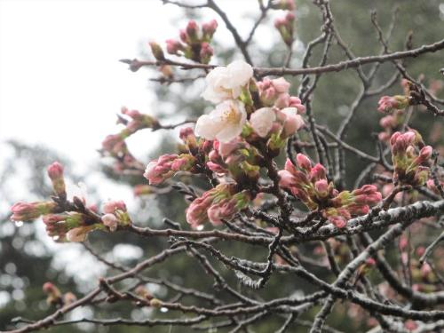 咲き始めたソメイヨシノの写真です。