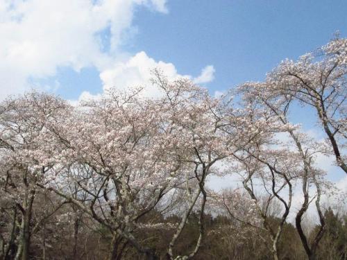 見ごろになったソメイヨシノの写真です。