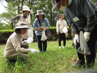 キンミズヒキの花とタネを観察している写真です。
