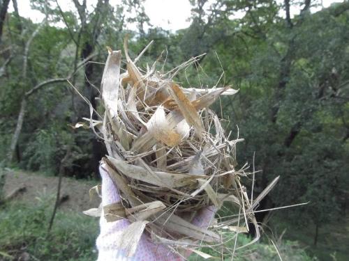ウグイスの巣の写真です。