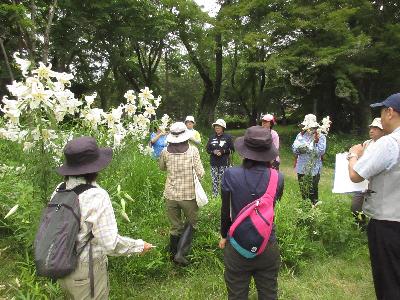 ヤマユリの前で説明を聞いている様子の写真です。