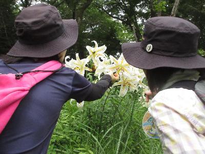 ヤマユリの花を観察している様子の写真です。