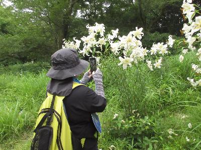 ヤマユリの写真を撮っている参加者の写真です。
