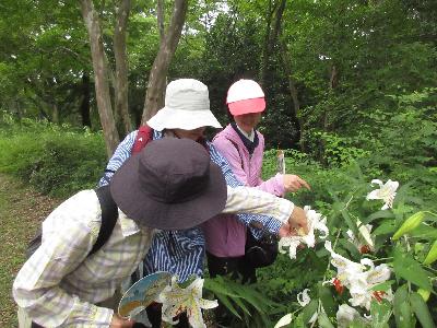 参加者がヤマユリの蜜をなめている様子の写真です。