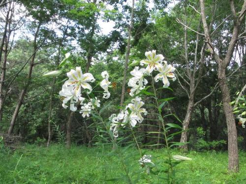 センター前のヤマユリの写真です。