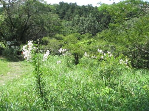 ヤマユリが咲くシキザクラの林の風景です。