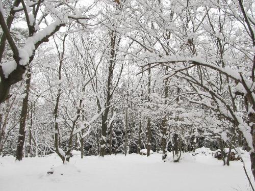 雪が積もった昆虫の林の写真です。