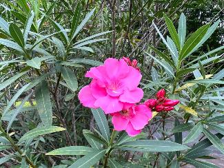 葉は長楕円形で、ピンク色の夾竹桃の花の写真