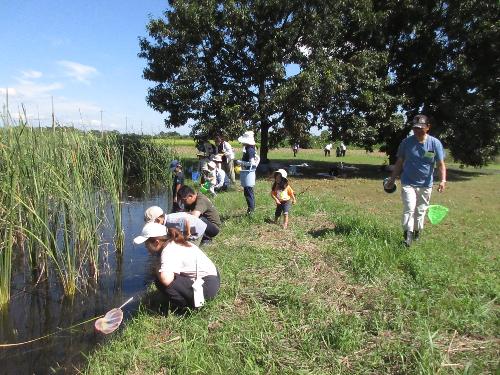 池のふちで網で生き物をすくっている参加者たちの写真です。