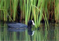 オオバンという黒いからだと白いくちばしに赤い目の水鳥の写真