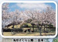 快晴の空と満開の桜の木が咲いている鬼怒さくら公園の写真
