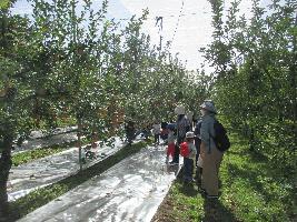 りんご園で、参加者の親子がりんご狩りをしている様子の写真