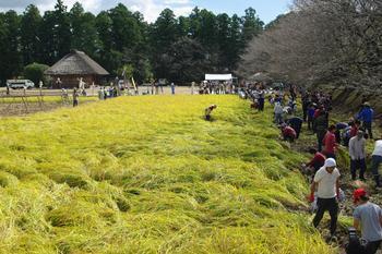 広々とした黄金色の稲穂の実った田んぼに沢山の人々が集まり、稲刈りをしている様子の写真