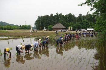 多くの人が1列に並んで田植えをしている写真