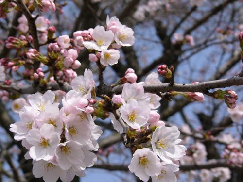 枝先に咲く淡いピンク色の桜の花のアップ写真