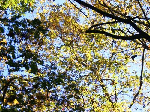 色鮮やかな木の葉っぱの写真