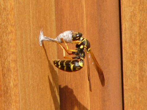 1匹の蜂が巣を作っている写真