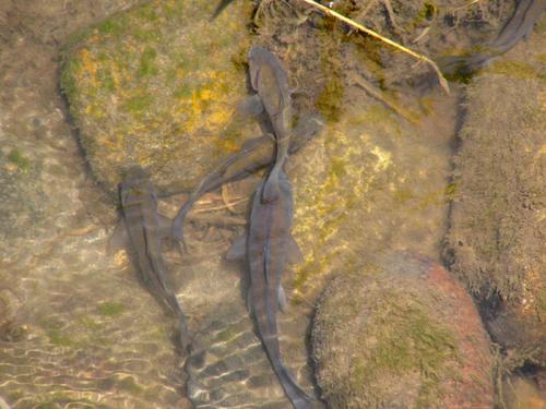 川を泳ぐ魚の写真