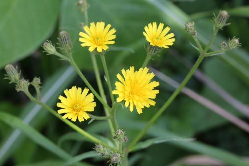 タンポポの花のような、黄色い花を咲かしているコウゾリナの写真