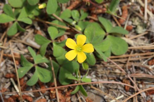 5枚の花弁を付け黄色い花が咲いているカタバミの写真