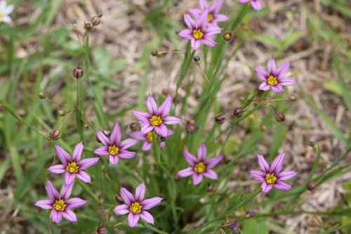 中央が黄色く、6枚の紫色の花弁が付いているニワゼキショウの写真