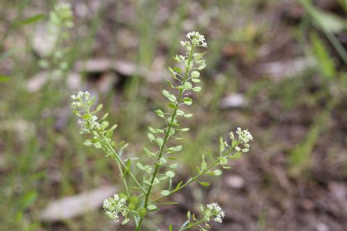 1本の茎に沢山の葉が付き、茎の先に白い花が咲いているマメグンバイナズナの写真