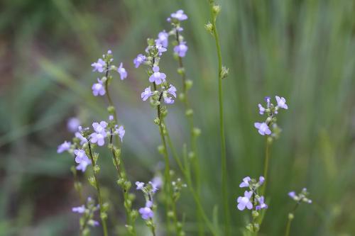 小さい薄紫色の花が沢山咲いているマツバウンランの写真