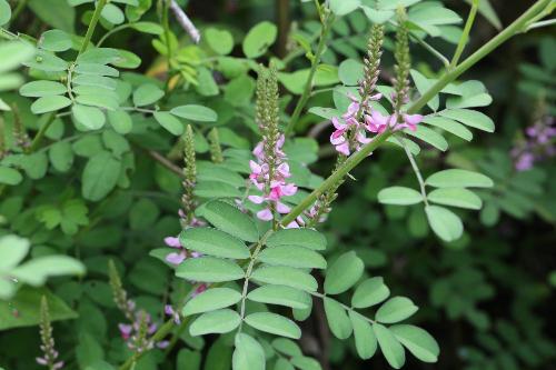 ピンク色の花びらで、上方向に花が咲いているナヨクサフジの写真