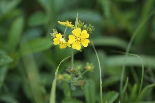 花びらが黄色く、ハート形をしているオヘビイチゴの写真