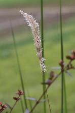 茎の先に白くフサフサした綿毛のようなものが付いているチガヤの写真