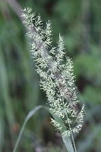 一本の茎に枝分かれしたような葉が沢山ついているノガリヤスの写真