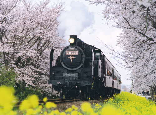 手前に菜の花が見え、両脇に咲いている満開の桜並木の間を白い煙を上げて走っているC11の写真