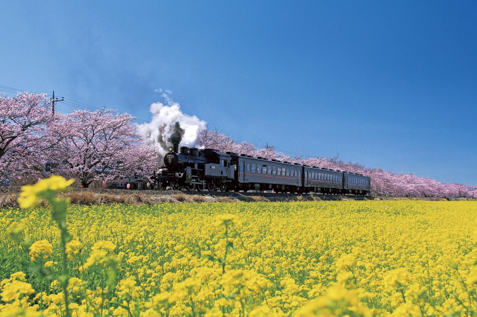 街道沿いの桜と菜の花の間を走行しているSLの写真