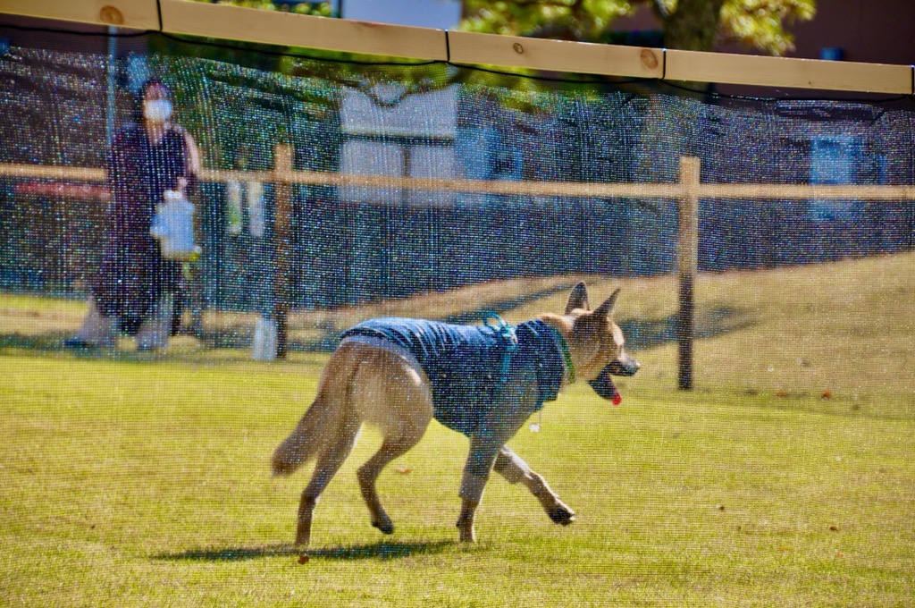 ドッグランのフェンスの中で自由に動き回っている犬の写真