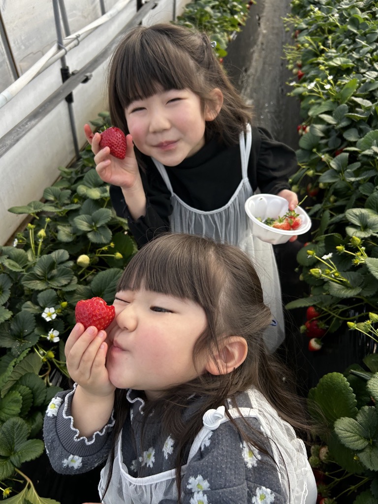 いちご狩りを楽しむ姉妹の写真