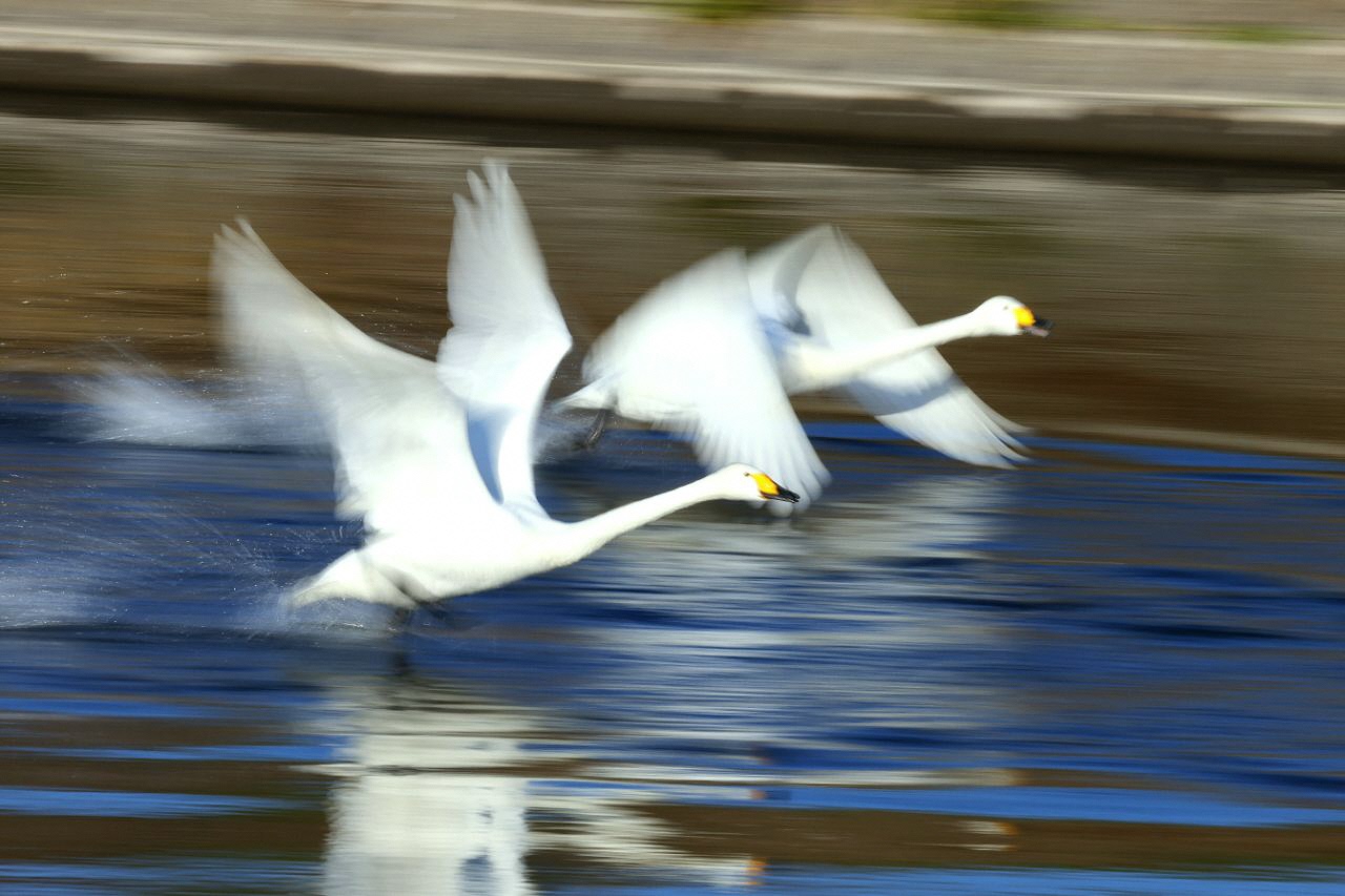 白鳥の五行川