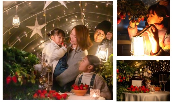 夜のいちご狩り「ストロベリーナイト」の写真