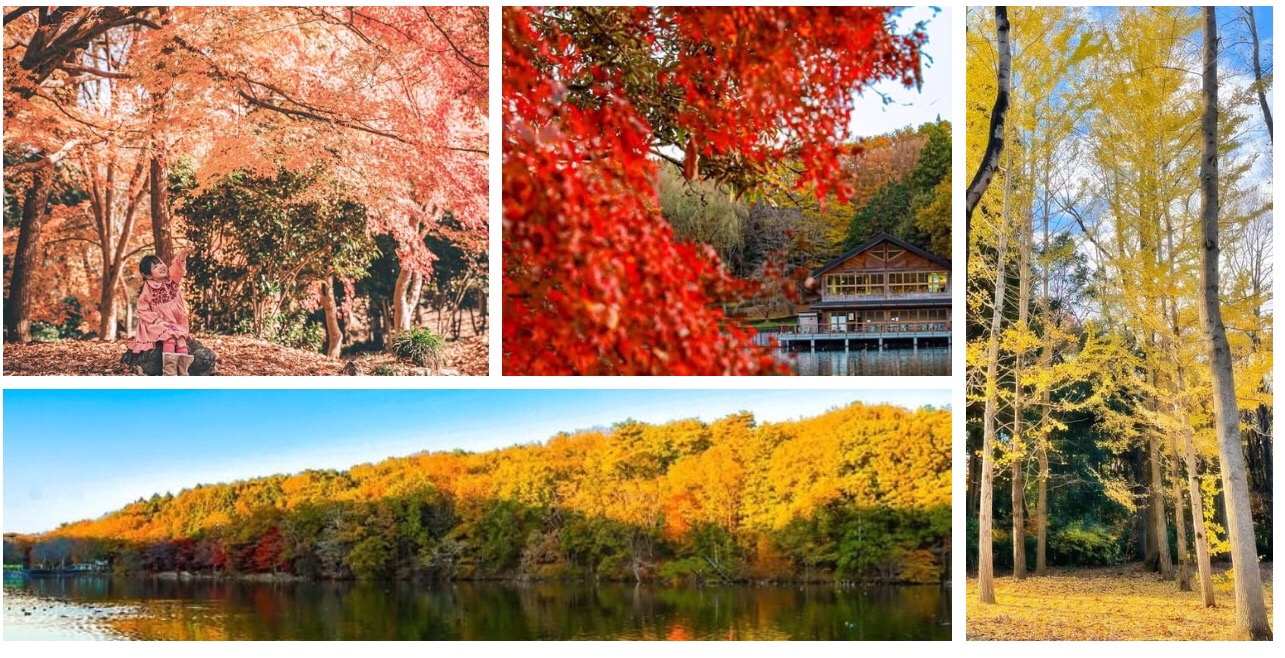 井頭公園の紅葉の写真