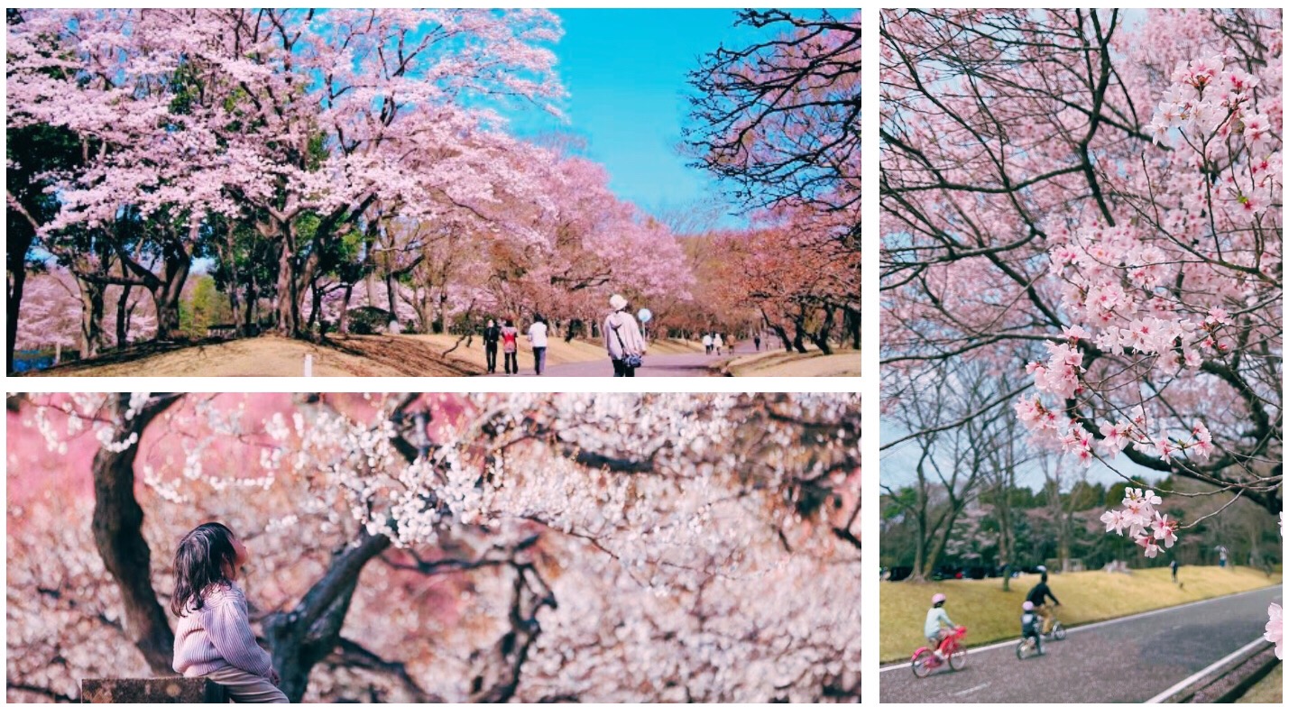 井頭公園の桜の様子
