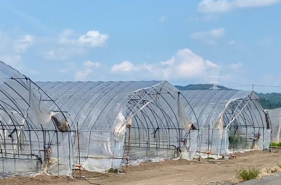 収穫用のハウスの夏の様子