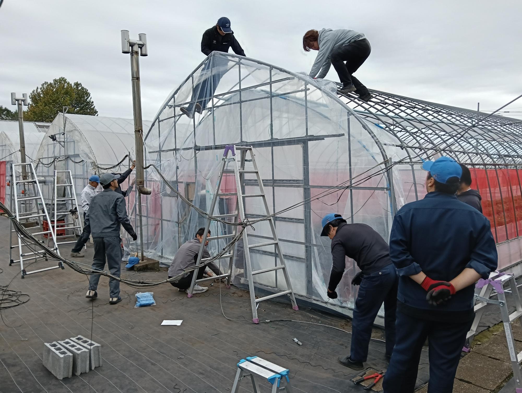 農大でのハウスのビニル張替え作業