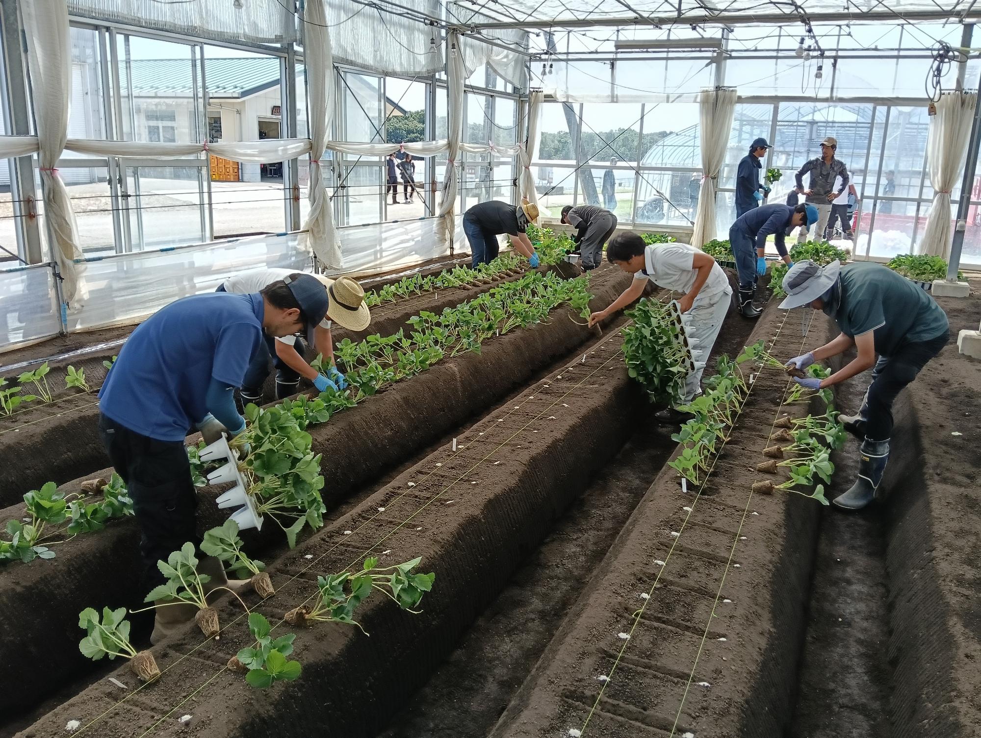 農大でのいちごの定食作業の様子