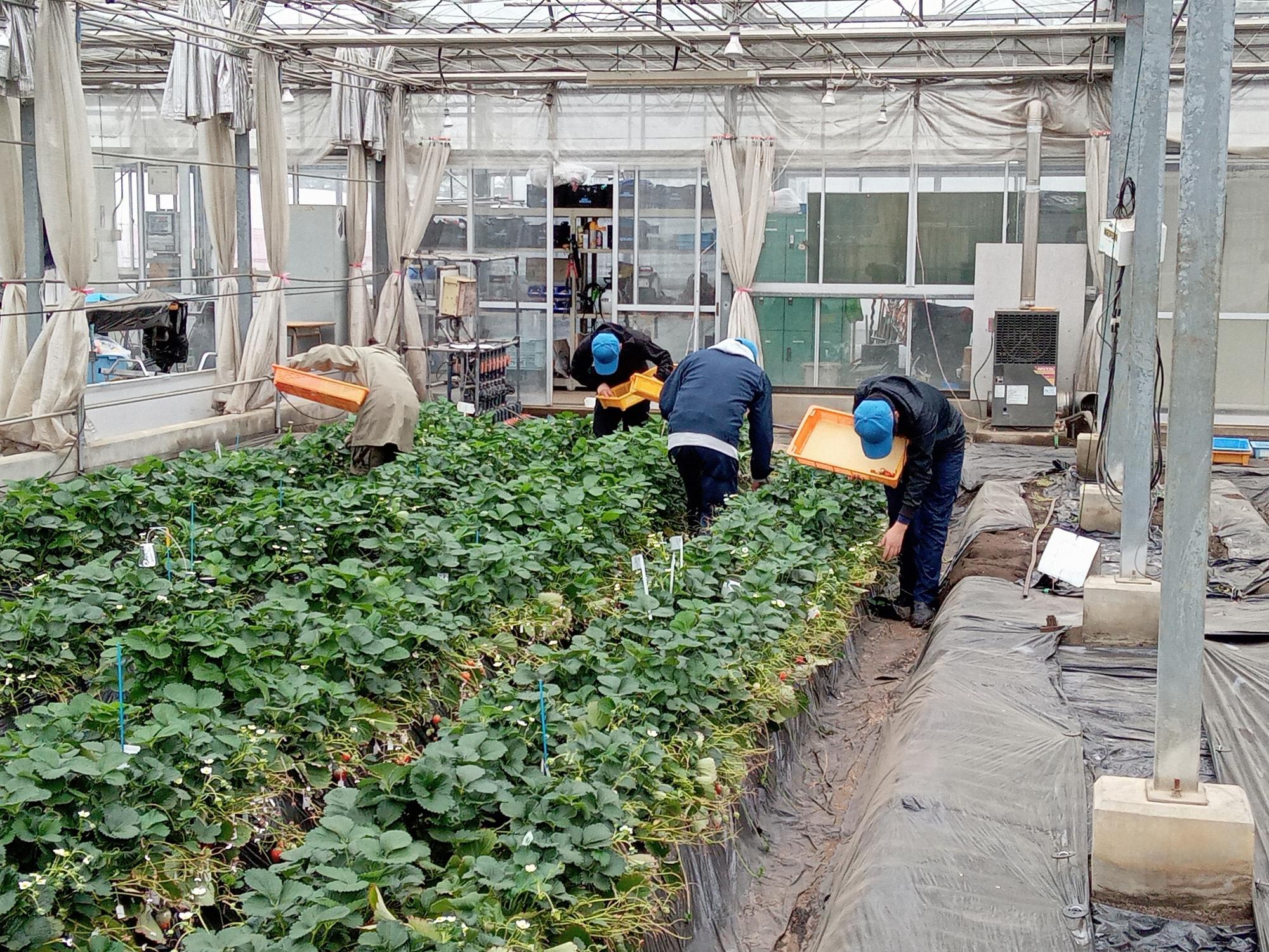 いちご学科での収穫作業の授業風景