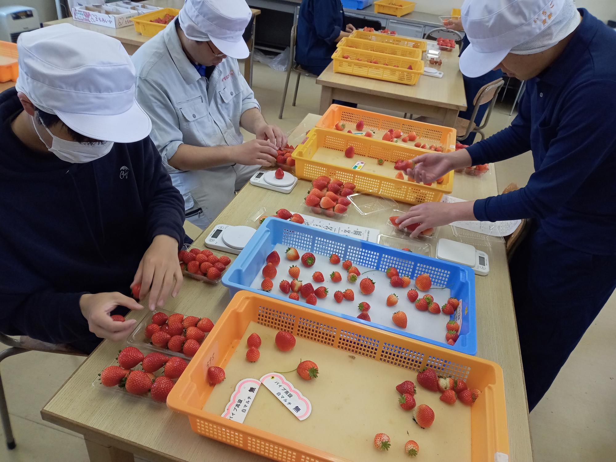 いちご学科でのいちごの選別パック詰め作業の授業の様子