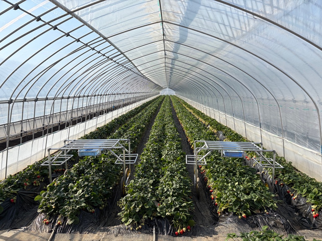 いちごのハウス内の写真