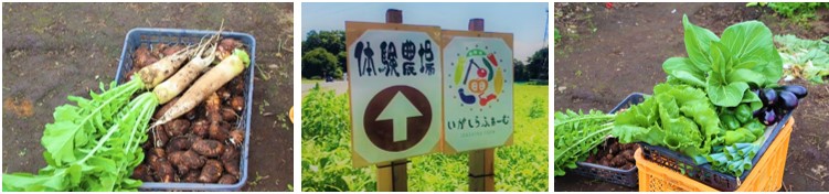 いがしらファームで採れた野菜たち