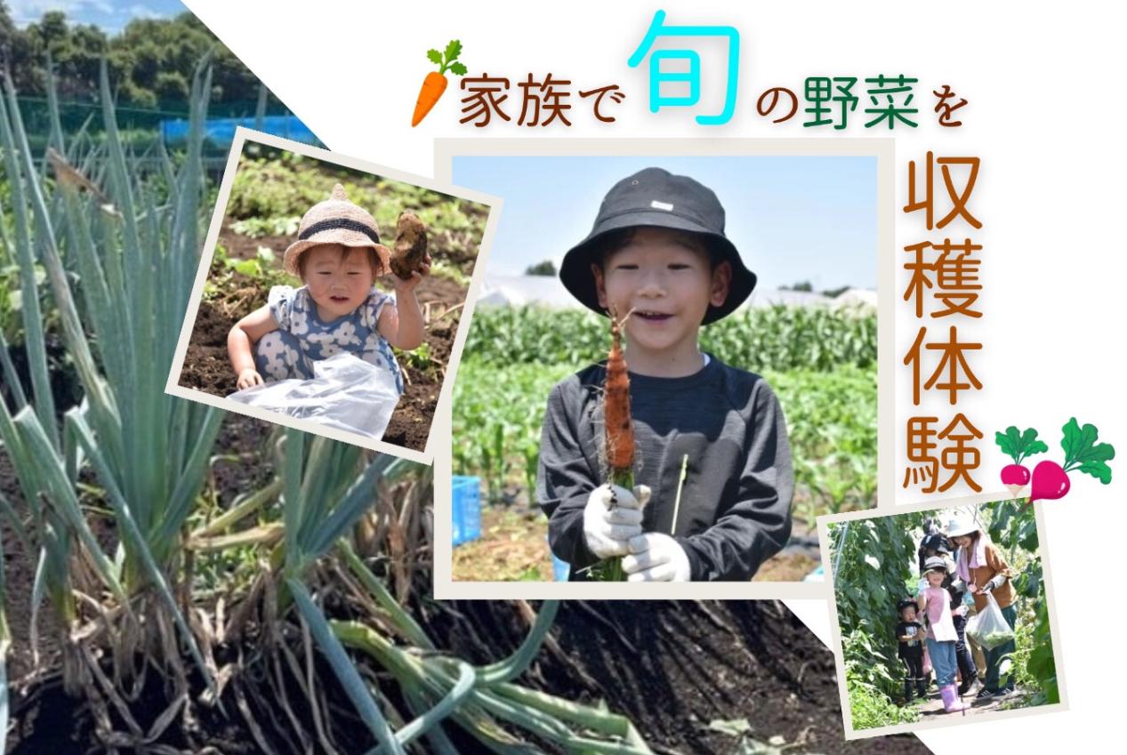 家族で旬の野菜を収穫体験する様子